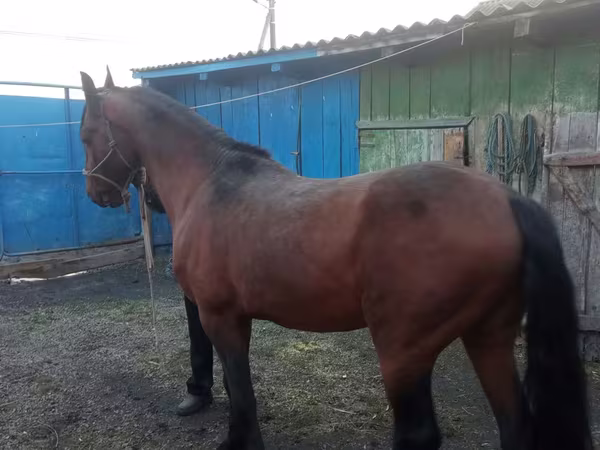 حصان, Thoroughbred horse
