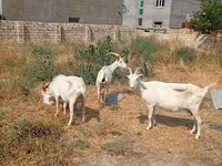 Cabra, Saanen goat — foto 5