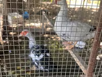 Ducks — Foto 6