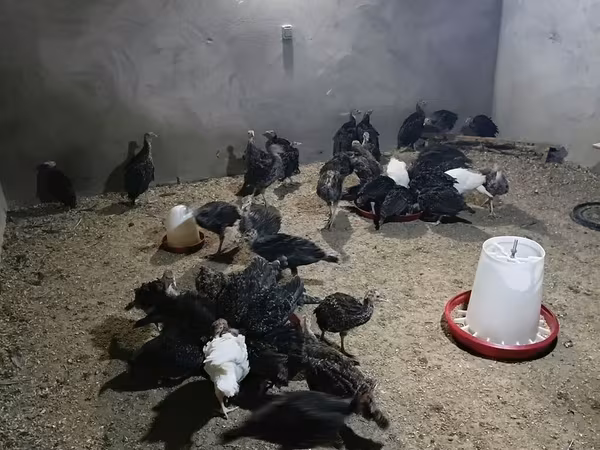 Широкий белый крупноплодный