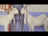 Коза, Гулаби коза — фото 5