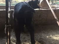 母牛, Kazakh White-headed cow — 照片 2