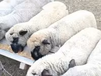 Ram, Shroshire sheep — photo 1