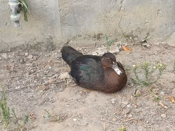 Утки