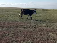 गाय, Simmental cattle — फ़ोटो 8