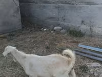 تيس, Beetal goats — الصورة 2