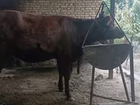 Vaca, Raza Kalmyk — foto 7