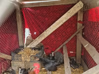 Chickens — photo 1