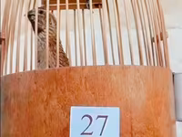 गोल्डन इटालियन — फ़ोटो 2