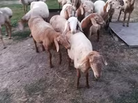 Ram, Rhon sheep — photo 1