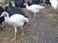 Turkeys — photo 1