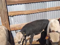 Vaca, Latvian Blue cattle — foto 6