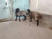 Sheep, Sheep — photo 5