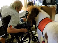 Stute, Miniature horse — Foto 4