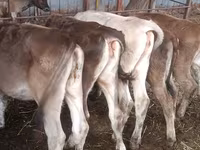 Kuh, Simmental cattle — Foto 4