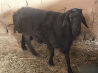 Ram, Hissar sheep — photo 3