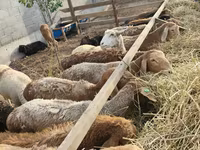 母羊, Sheep — 照片 1