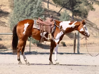 حصان, American paint horse — الصورة 5