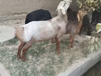 كبش, Edilbay sheep — الصورة 3