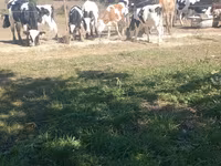 Toro, Russian Black pied cattle — foto 1