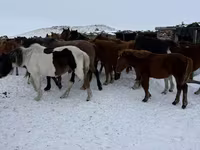 فرس, Horse breed — الصورة 5