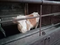 Toro, Simmental cattle — foto 5