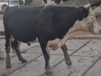 Toro, Simmental cattle — foto 3