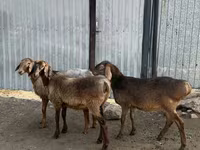 Sheep, Hissar sheep — photo 2