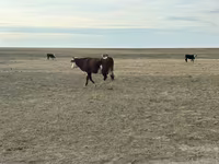 Kuh, Simmental cattle — Foto 2