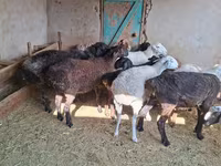 كبش, الأغنام — الصورة 2