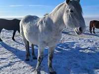 Horse (M), Alter Real — photo 4
