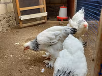 婆罗门鸡 — 照片 4