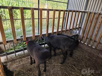 Carnero, Hissar sheep — foto 4