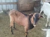 عنزة, Alpine goat — الصورة 2