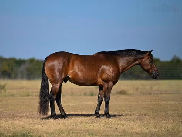 Horse (M), Quarter Horse