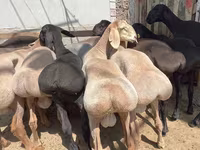 كبش, Hissar sheep — الصورة 5