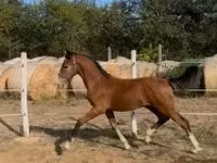 حصان, Dutch warmblood horse — الصورة 3