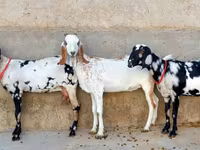 Cabra, Beetal goats — foto 1