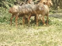 Sheep (batch, sex not specified), Arashan sheep — photo 6