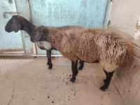 Sheep, Sheep — photo 4