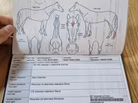 فرس, Thoroughbred horse — الصورة 6