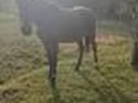 Horse (M), Anglo-Arabian — photo 8