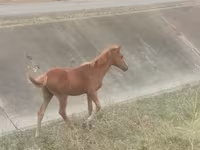 Caballo, Azerbaijan horse — foto 3