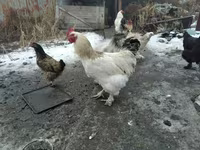 Brahma — photo 4