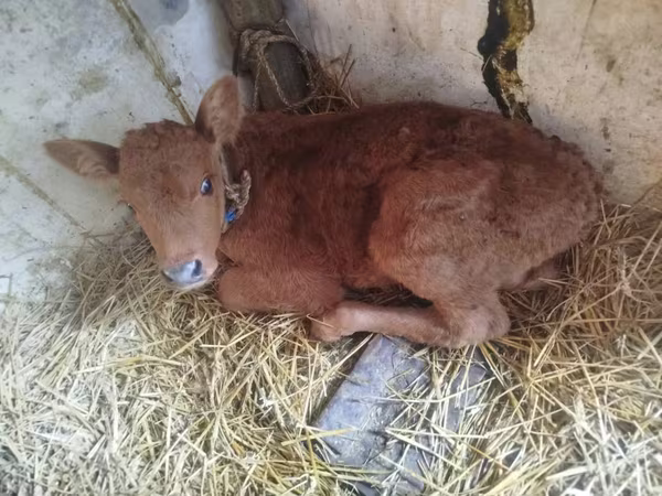 गाय, लिमोज़िन गाय