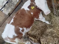 गाय, Simmental cattle — फ़ोटो 2