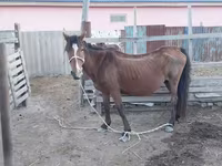 घोड़ी, Kazakh horse — फ़ोटो 1