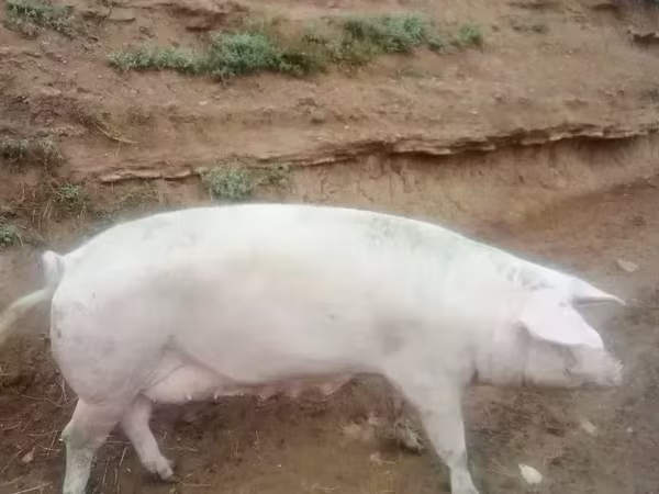 मादा सूअर, Крупная белая