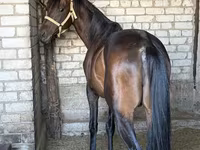 Hengst, Thoroughbred horse — Foto 2