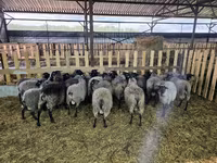 نعجة, Romanov sheep — الصورة 4